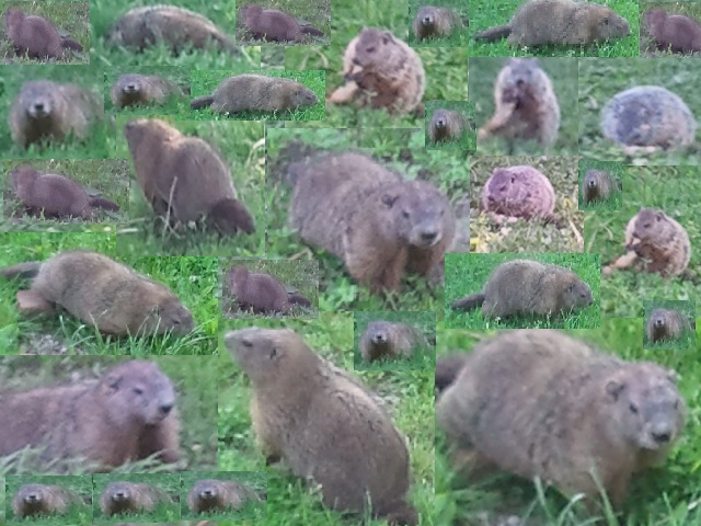 2013-05-30_17.26.36B_GROUND_HOG_DAY.jpg