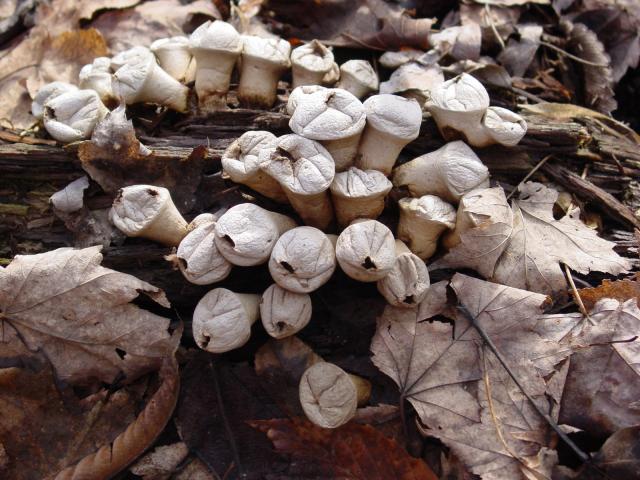 Moebius Nature Center Fungus Amoungus