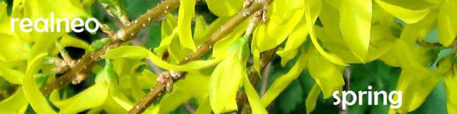 Forsythia