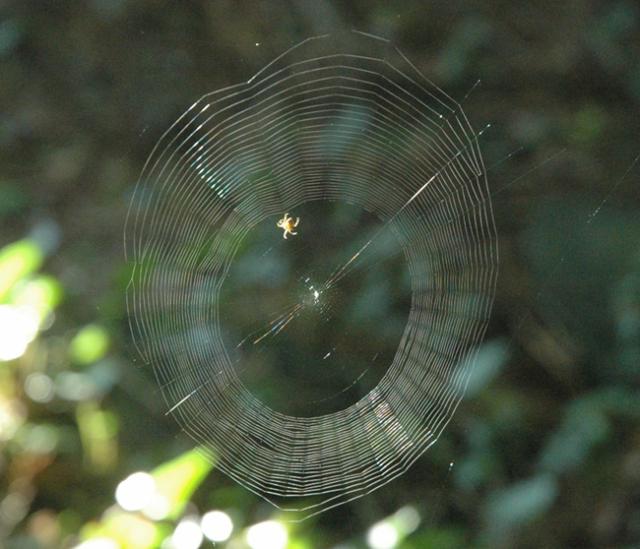 GreenSpiderweb650.JPG