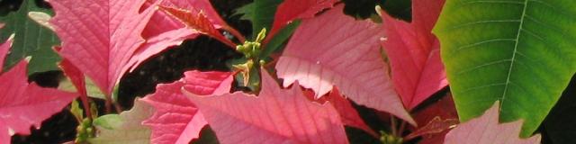 Poinsettia 2