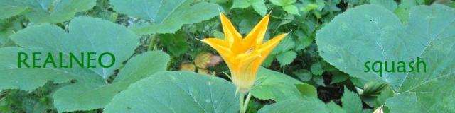 Squash Vine