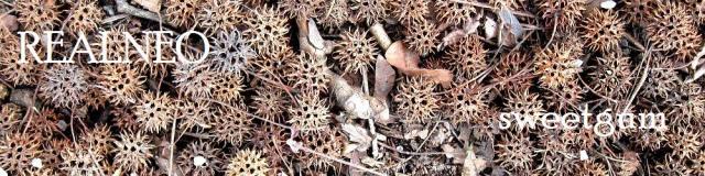 Sweetgum