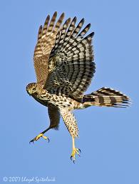 Cooper's Hawk image from lloydspitalnikphotos.com