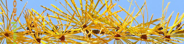 deciduous larch needles Fall color  