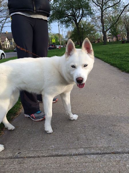 missing_dog_husky_tremont.jpg