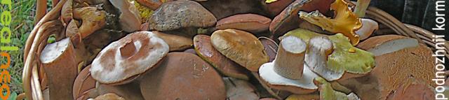 Basket of wild mushrooms in NEO