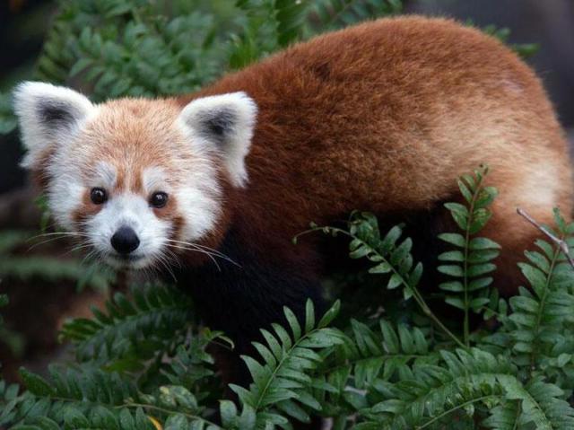 Rusty Smithsonian Zoo panda