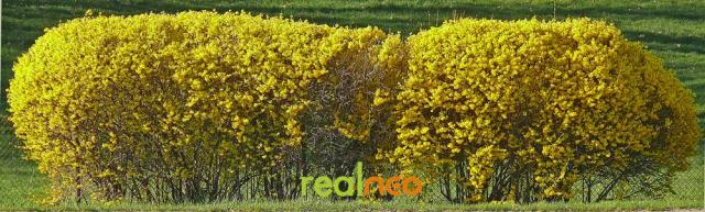 forsythia banner