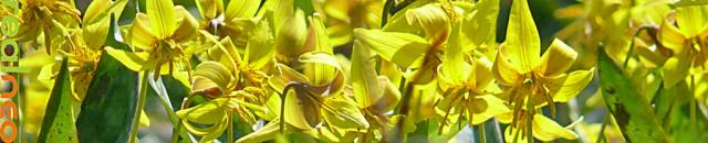 Trout Lillies carpet the woods under maple and oak