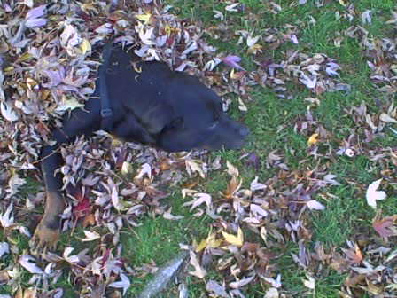 yogi_buried_with_leaves.JPG