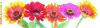 zinnia flowers banner 