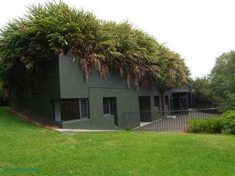 Green Roof, with plants